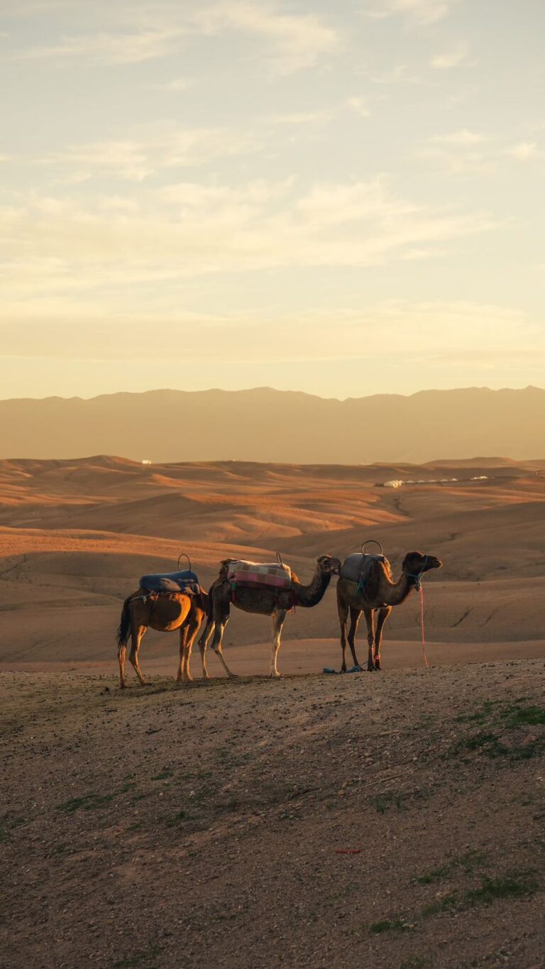 WhatsApp Image 2026-03-11 at 14.59.40 (1)