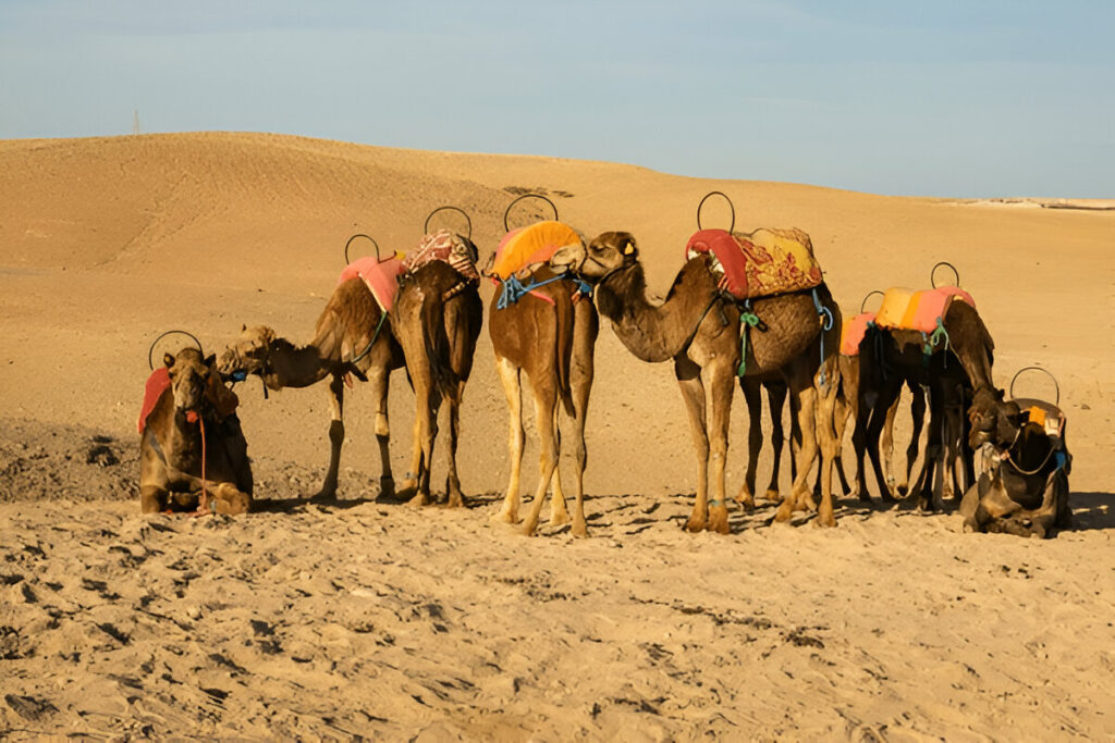 camel ride agafay