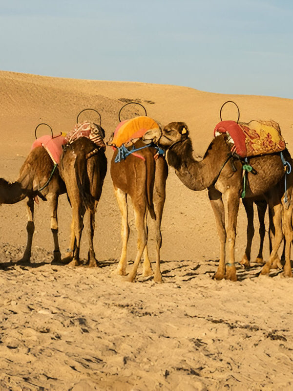 camel ride agafay