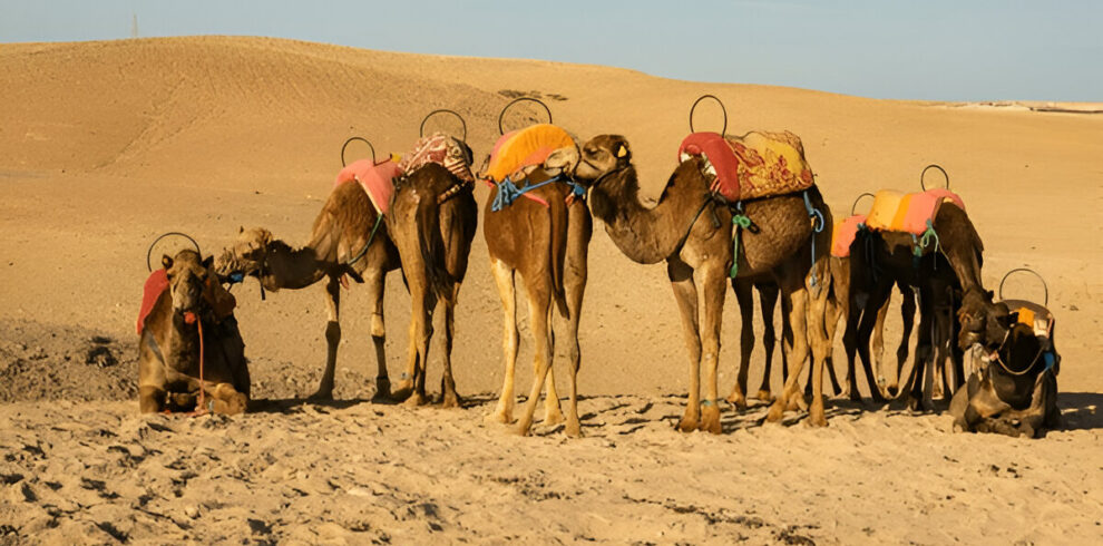 camel ride agafay